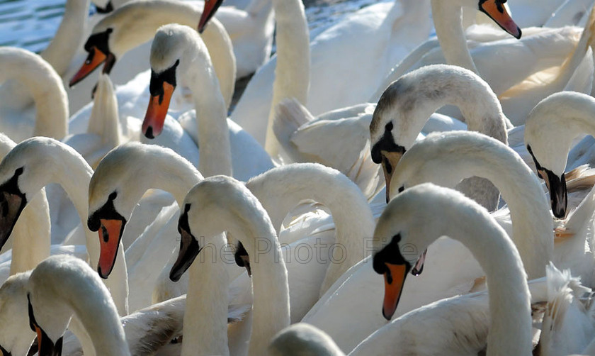 swans on the thames, windsor (4)